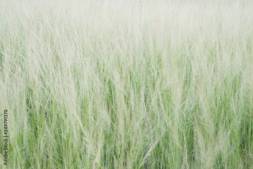 grass flower grass flower