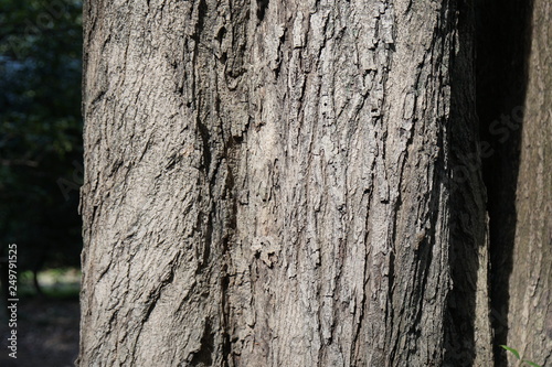 トウネズミモチ の樹皮