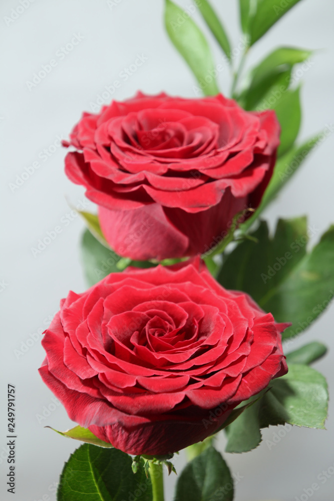 Fototapeta premium Two Roses