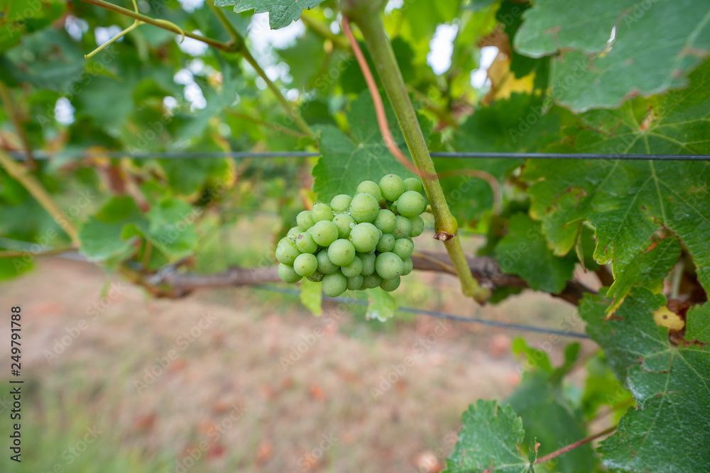 Grapes being grown on a vineyard