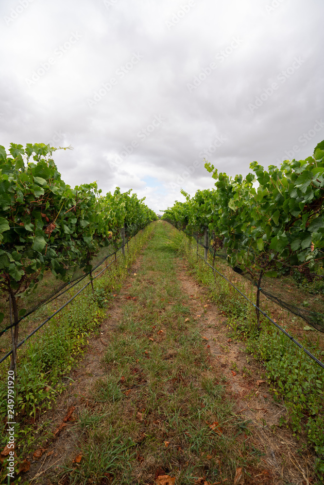 Naklejka premium Grapes being grown on a vineyard