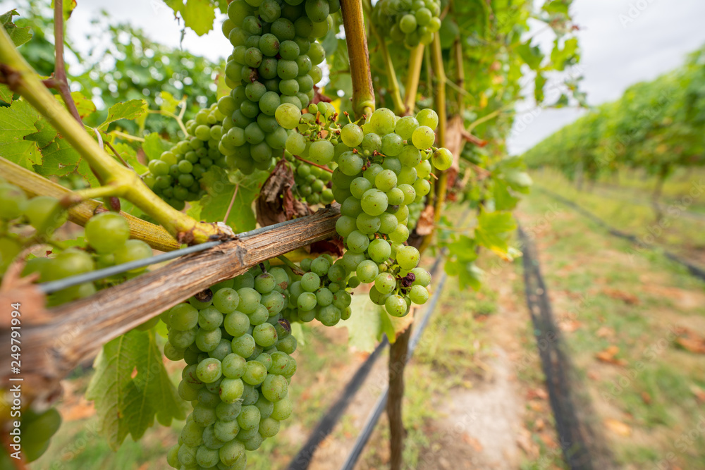 Grapes being grown on a vineyard