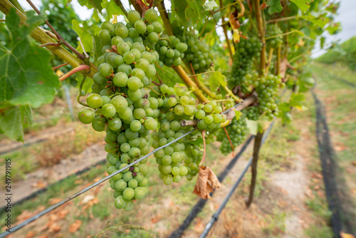 Obraz na płótnie Grapes being grown on a vineyard w salonie