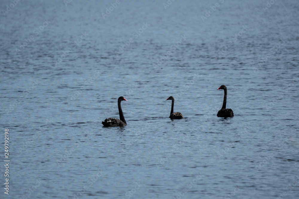 Black Swans in the wetlands at Lake Wairarapa New Zealand Black Swans in the wetlands at Lake Wairarapa New Zealand