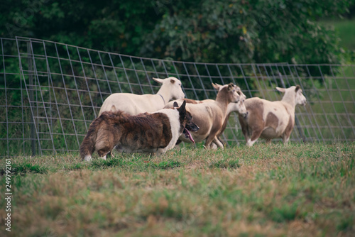 dog in a field herding sheep