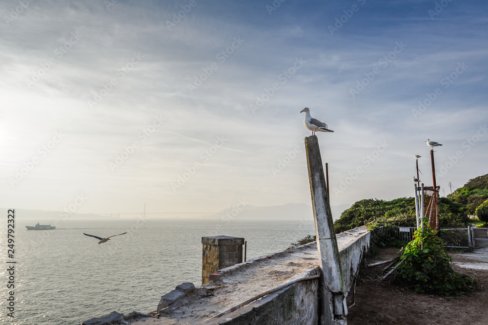 Sea Gulls on Alcatraz Island