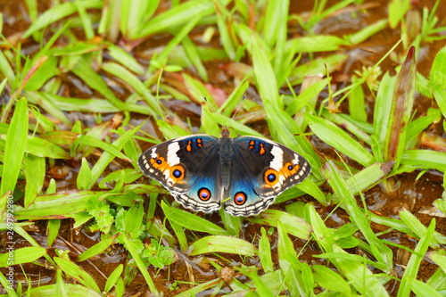 Photo picture of beautiful insects - butterflies, dragonflies and weevil in their natural environment on the background of wildlife