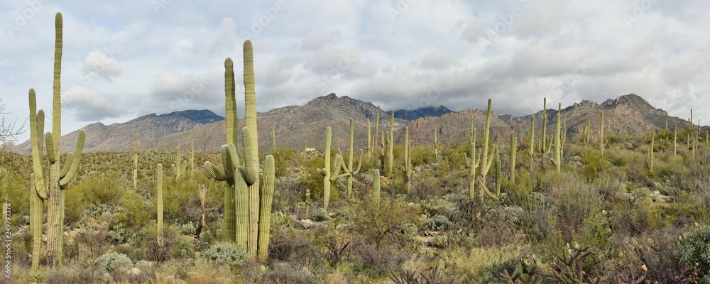 Fototapeta premium A forest of saguaro cactus in the Catalina Mountains of Coronado National Forest outside Tucson, Arizona.