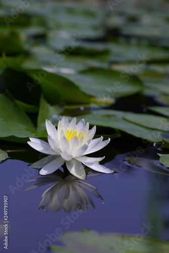                   water lily   
