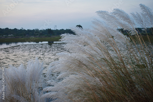 the beautiful catkin flowers show its beauty in a autumn evening. Its looks like snow. photo
