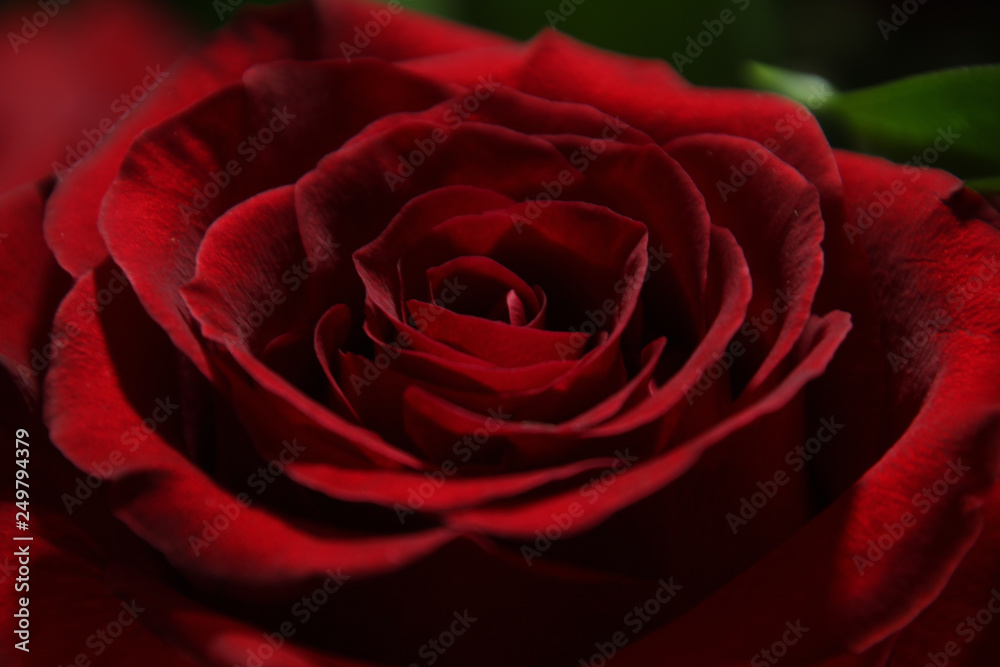 Spirals of Rose Petals Spirals of Rose Petals