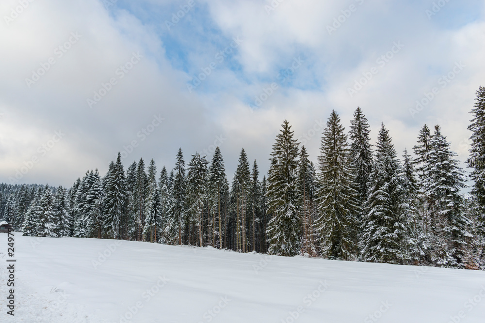 Winter landscape