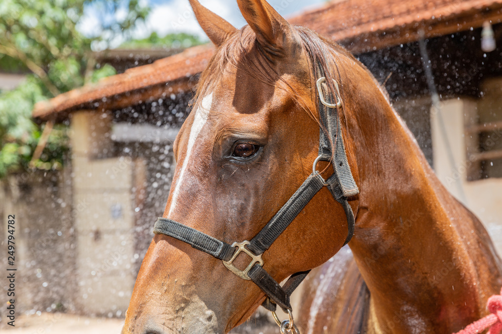 Cropped shot of person washing brown purebred horse outdoors Cropped shot of person washing brown purebred horse outdoors