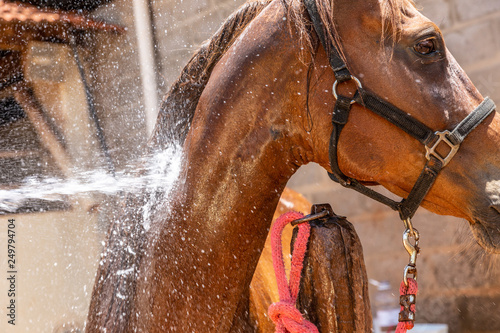 Fotografia Cropped shot of person washing brown purebred horse outdoors