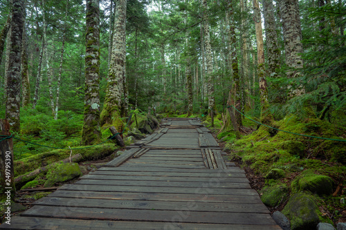 Yachiho moss forest