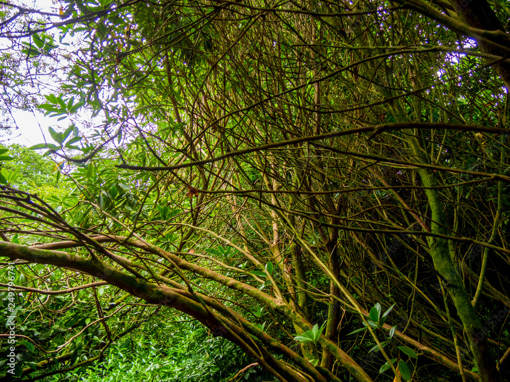 Fototapeta premium Amazing vegetation in a jungle forest
