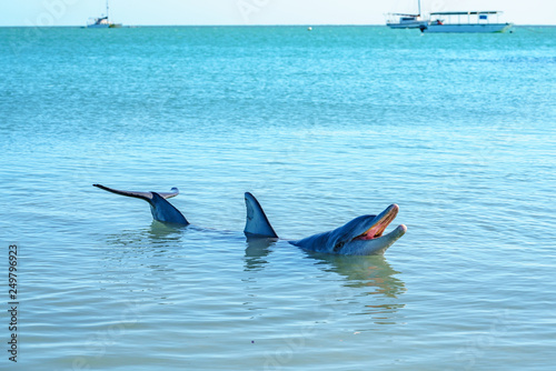 dolphins at monkey mia, sharkes bay, western australia 45