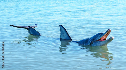 dolphins at monkey mia, sharkes bay, western australia 49