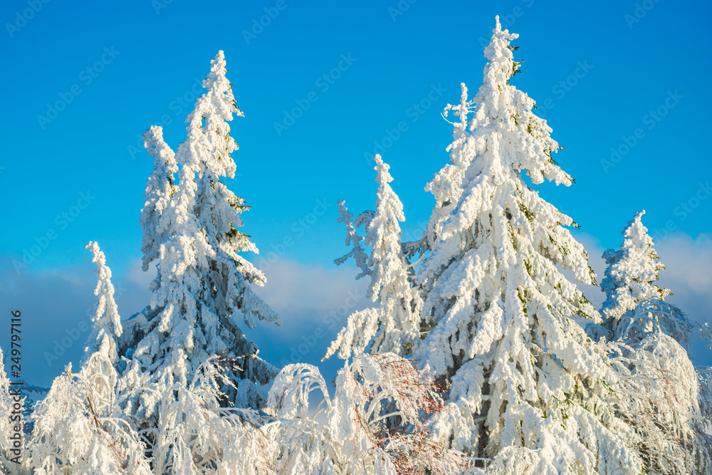 Covered snow trees in Carpathian Mountains Covered snow trees in Carpathian Mountains