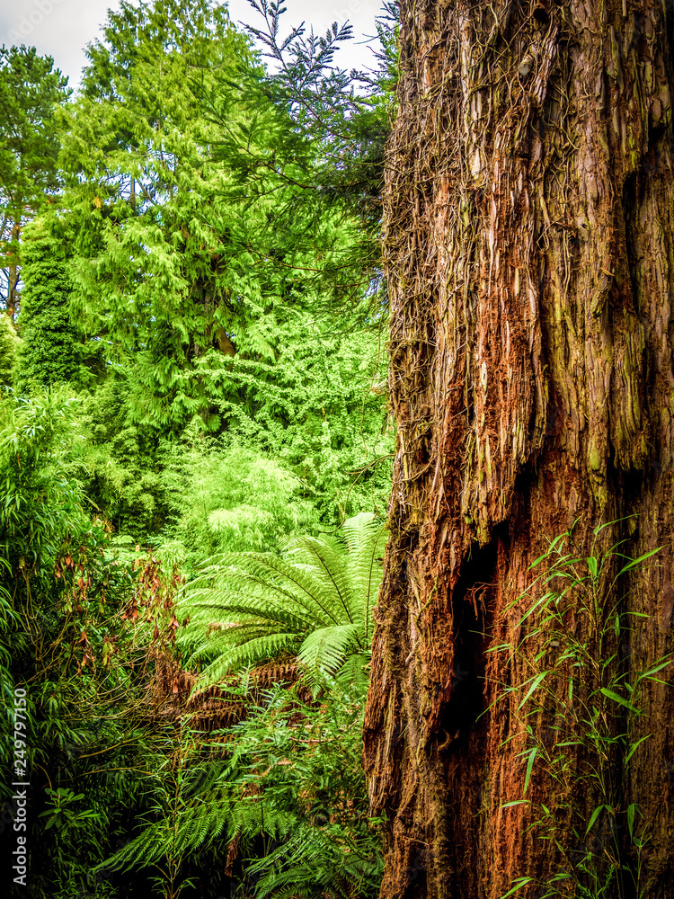Fototapeta premium Amazing trees - vegetation in a jungle forest