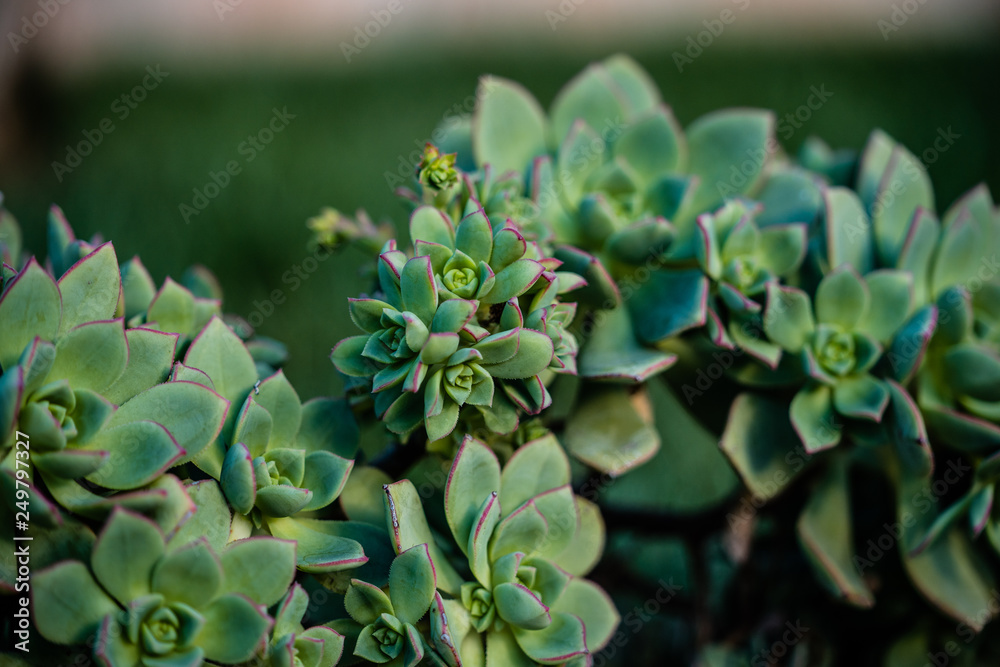 Pink edged Echeveria Prolifica rosettes in garden Pink edged Echeveria Prolifica rosettes in garden