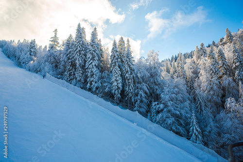 Covered snow trees in Carpathian Mountains