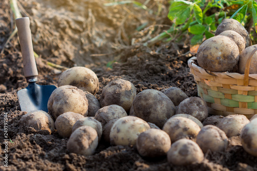 Fresh organic potatoes in field