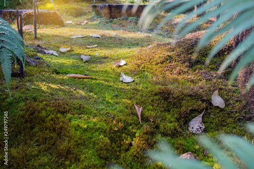 Sunlight beam in the beautiful gardens