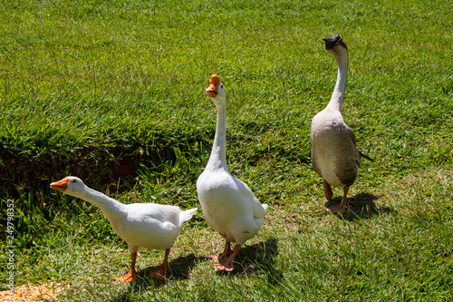 Geese in the grass. Domestic bird. Flock of geese. White geese.