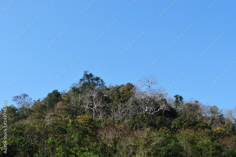 Dense trees in the tropical forest on the mountain with blue sky in background, Thailand Dense trees in the tropical forest on the mountain with blue sky in background, Thailand