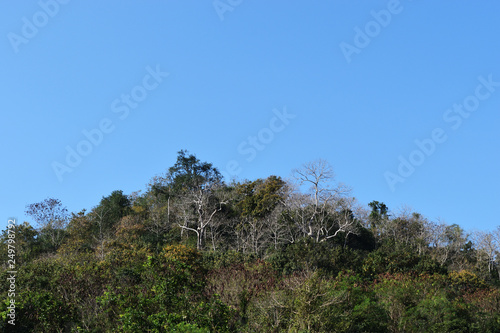 Dense trees in the tropical forest on the mountain with blue sky in background, Thailand