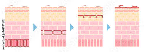 皮膚のターンオーバー構造の流れの説明イラスト Stock Illustration Adobe Stock