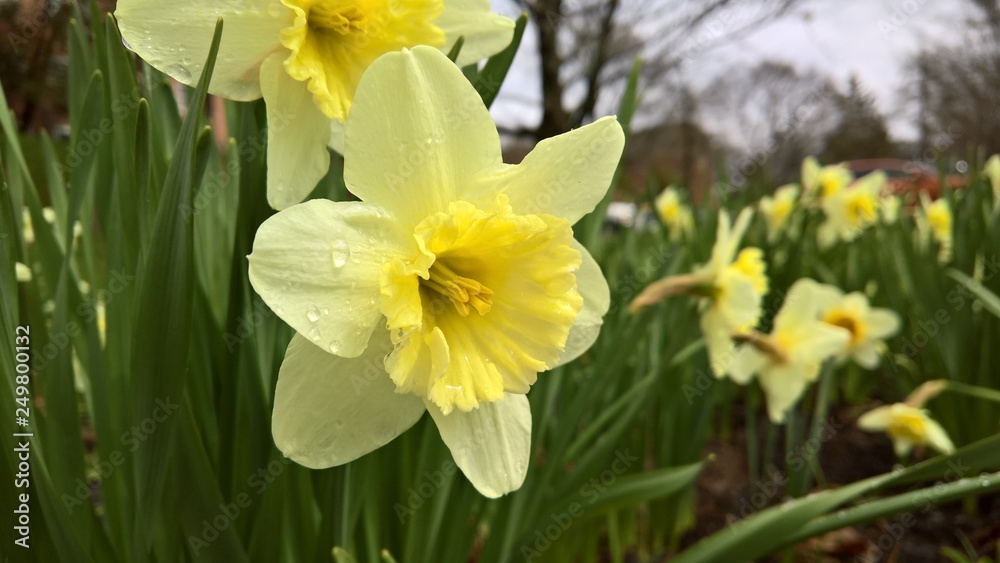 Yellow Daffodils after a Rain Shower