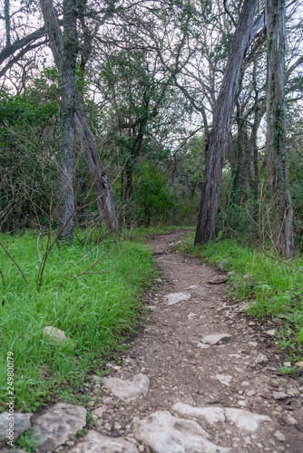 Portrait View of Dirt Path Leading into Dense Forest