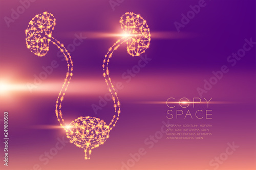 Kidney and bladder shape futuristic pattern wireframe polygon bokeh light structure and lens flare, Medical Science Organ concept illustration isolated on purple gradients background with copy space photo