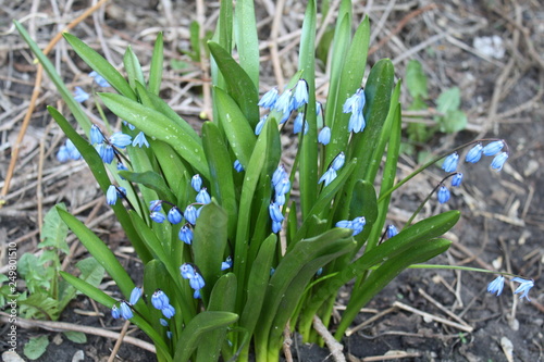 Sc  lla. First flowers. Little blue flowers