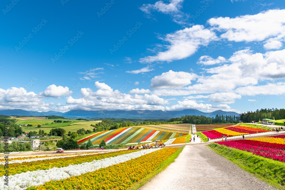 広大な花畑 北海道 美瑛町の観光イメージ Stock Foto Adobe Stock