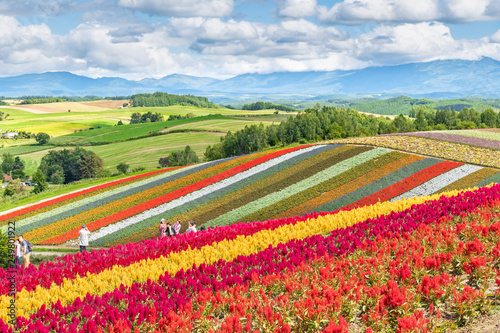 広大な花畑 / 北海道 美瑛町の観光イメージ