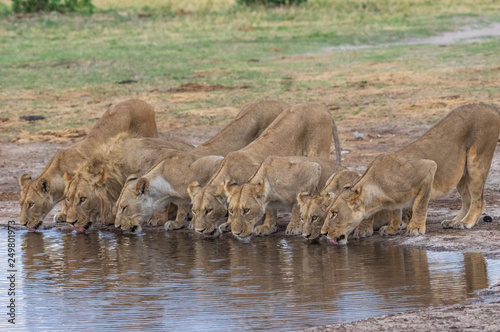 The Savuti Marsh Pride lions roam in the Chobe National Park Botswana. photo