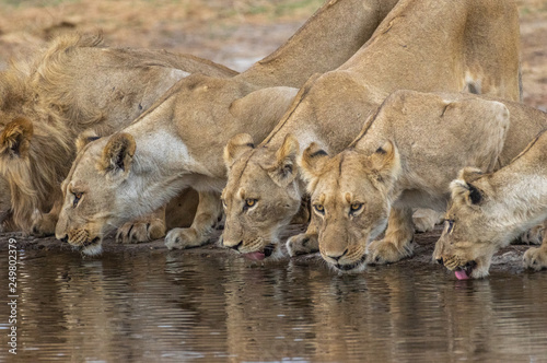 The Savuti Marsh Pride lions roam in the Chobe National Park Botswana.