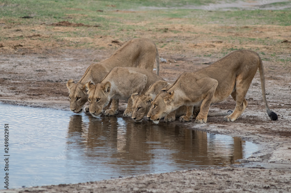 The Savuti Marsh Pride lions roam in the Chobe National Park Botswana. The Savuti Marsh Pride lions roam in the Chobe National Park Botswana.