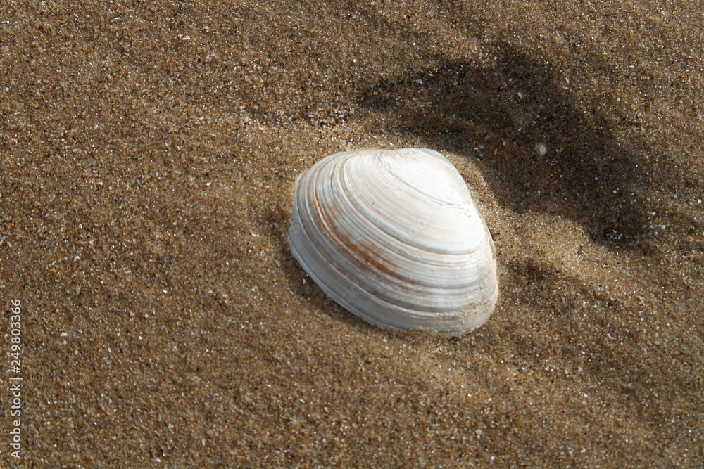 Formby beach seashells