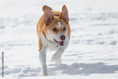 australian cattle dog playing fetch with a frisbee in the snow © Sean