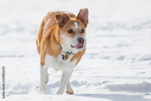 Fototapeta Naklejka Na Ścianę i Meble -  Australian cattle dog playing fetch with a frisbee in the snow