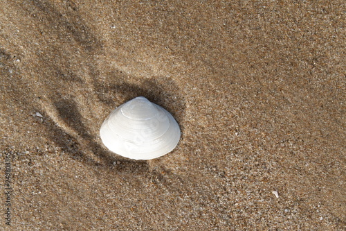 Formby beach seashells