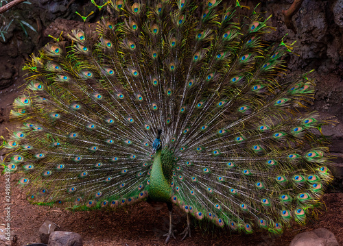 Rainbow Hued Plumage on a Pecock in Courtship Dance with Full Wing Display photo