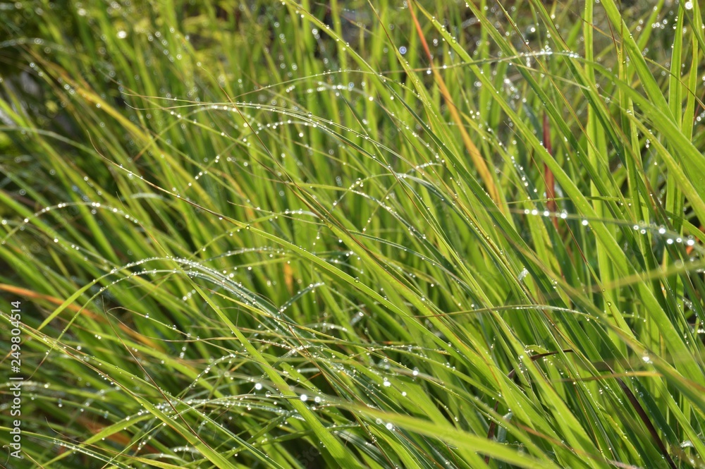 closeup of green grass closeup of green grass