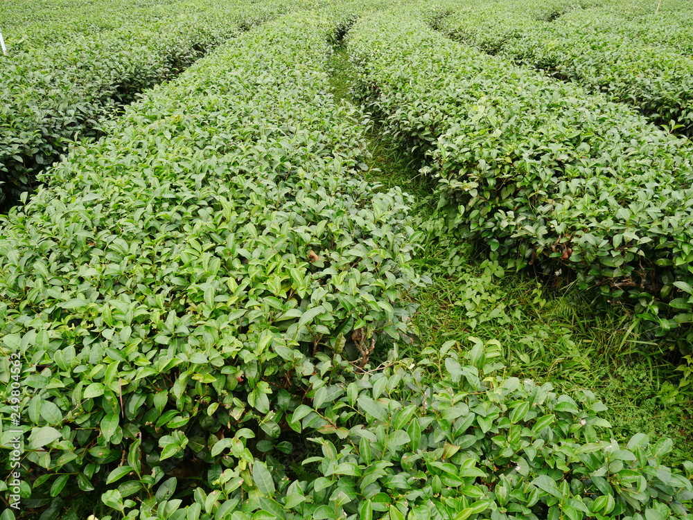 rows of green tea in the garden