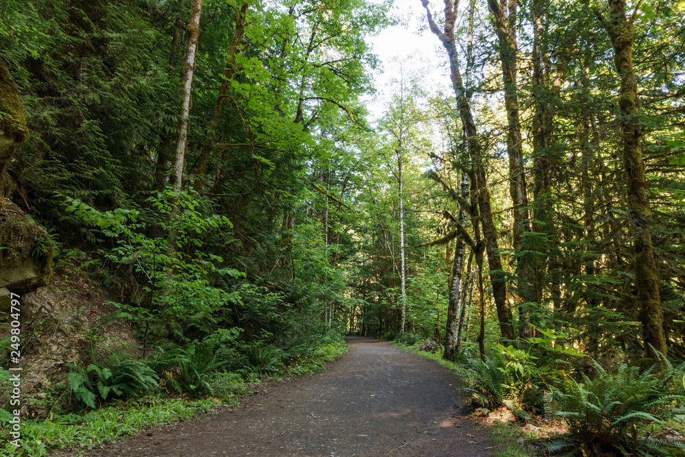 Hiking Path trough green Forest of in summer time. Hiking Path trough green Forest of in summer time.