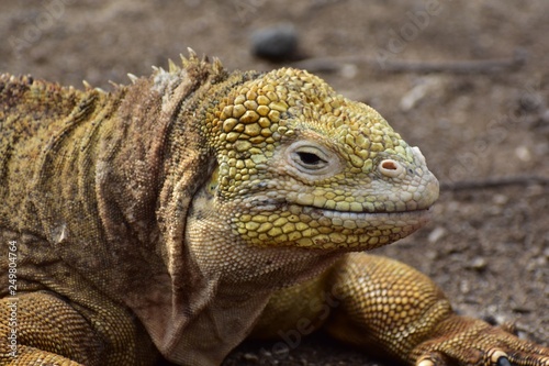 Yellow iguana in nature